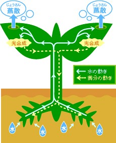 植物の体と水